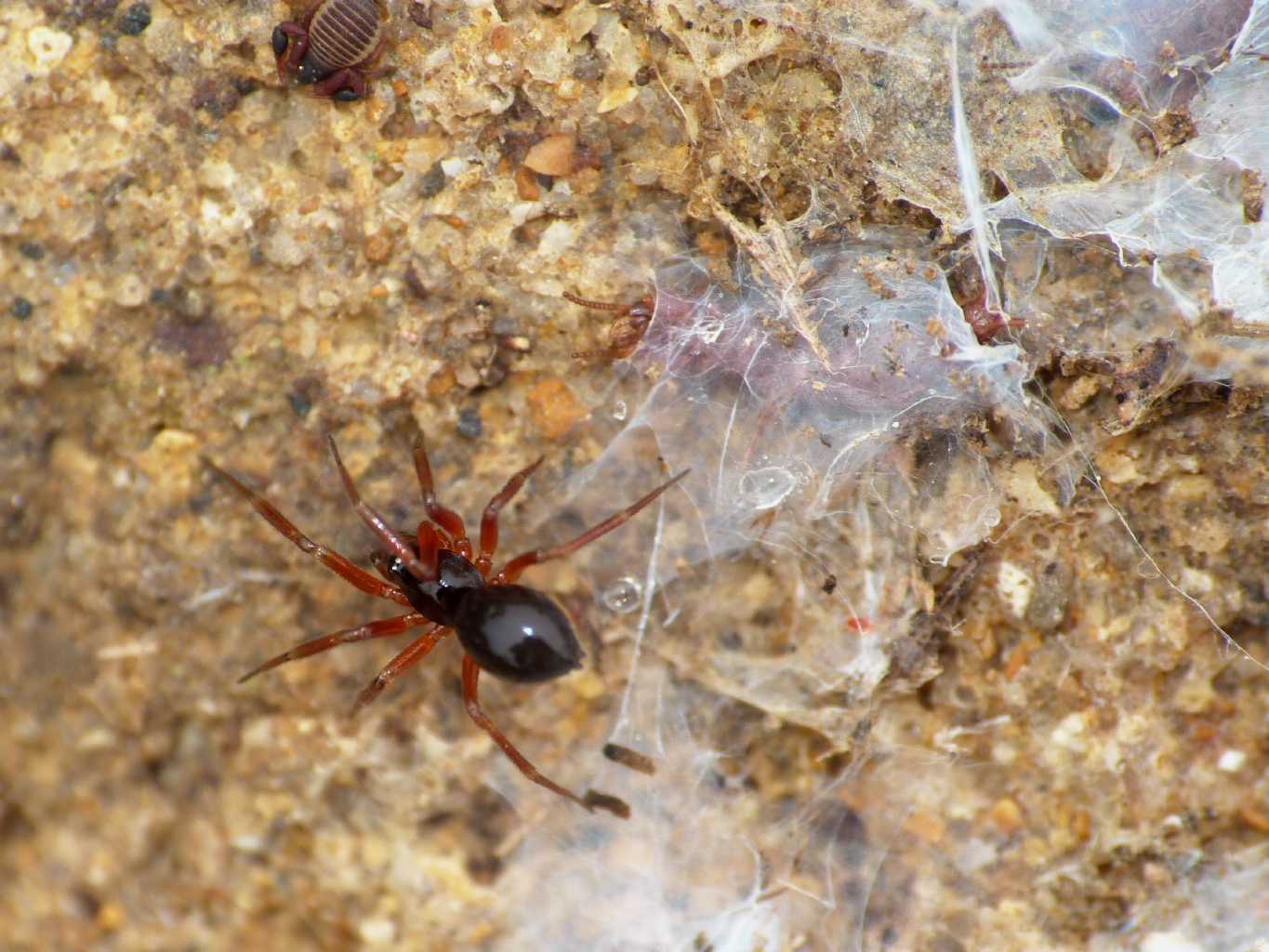 Coppia di Linyphiidae - Santa Severa (RM)